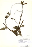 藏品(臺灣肺形草)的圖片